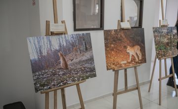 Размножувањето во сродство закана за Балканскиот рис, значајно обновувањето на генетскиот фонд