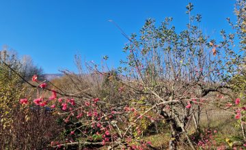 Сончево и пријатно време, мала дестабилизација од понеделник